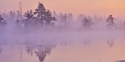 Misty Autumn morning in a marsh lake with forest silhouette in the background