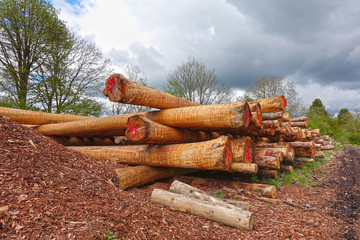 Pile of freshly harvested and peeled tree trunks in a forest