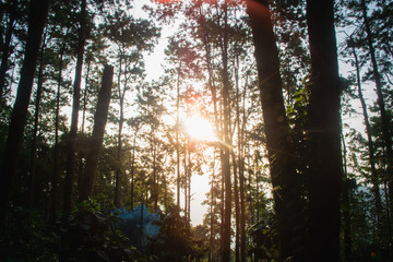 The sun in the morning with the nature, forests and coffee trees.