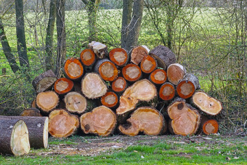Pile of  tree trunks in a forest