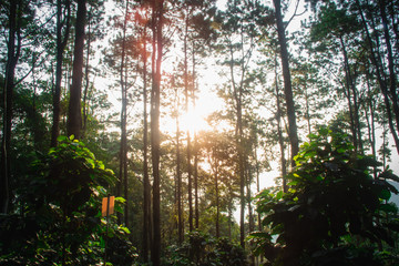 The sun in the morning with the nature, forests and coffee trees.