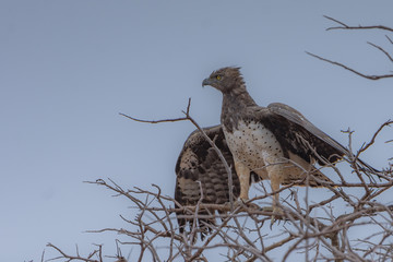 A Marshall Eagle on a tree in Tsavo East National Park, Kenya