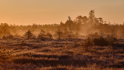 Misty Autumn morning with forest in the background
