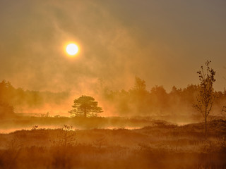 Misty Autumn morning with forest silhouette in the background