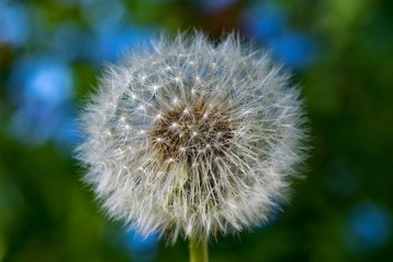 dandelion seed head