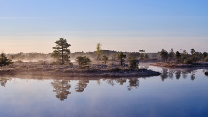 Fototapeta na wymiar Misty Autumn morning in a marsh lake and pine trees near the lake