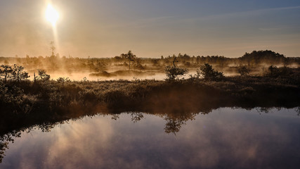 Misty Autumn morning in a marsh lake and pine trees near the lake