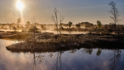Misty Autumn morning in a marsh lake and pine trees near the lake