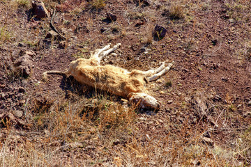 Dried dead calf on drought dry ground. Dead cow carcass on the dump in the field
