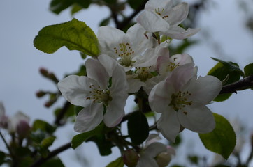 apple blossoms in spring on white background