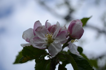 apple blossoms in spring on white background