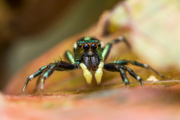 long leg spider on brown leaves