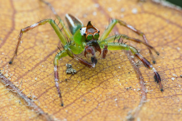 green long leg spider on brown leaves