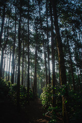 Fototapeta premium The sun in the morning with the nature, forests and coffee trees.