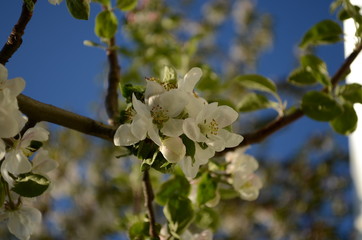 apple blossoms in spring on white background