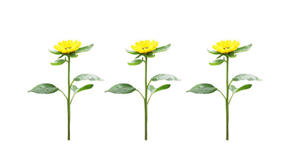 Sunflower with leafs isolated on white background , clipping path