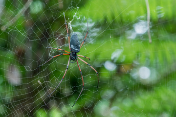 one giant spider on web