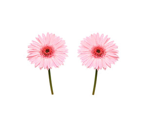 Pink gerbera or barberton daisy blooming with water drops isolated on white background , clipping path