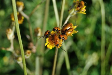 Escarabajos Exosoma lusitanicum en flor en primavera