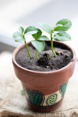 lemon tree in a florwer pot