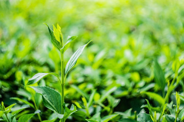Fototapeta na wymiar Green tea bud and fresh leaves. Tea plantations. Green tea leaves on a natural blurred background. Microgreen. Selective focus. 