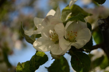 apple blossoms in spring on white background