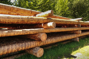 Pile of tree trunks in a forest