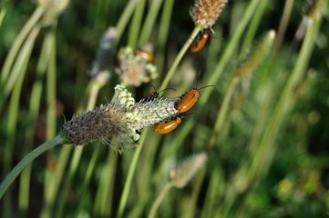 Escarabajos naranjas en primavera