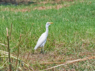 Cattle egret stood on grass in rural countryside field