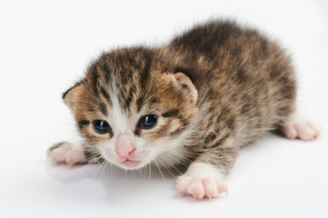 Close up of kitty cat