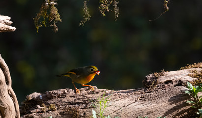 Red-billed leiothrix bird with food in the beak.