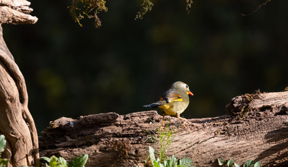 Red-billed leiothrix bird with food in the beak perching on tree