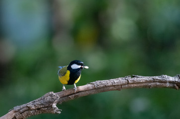 Green-backed Tit small bird with food in the beak on tree branch