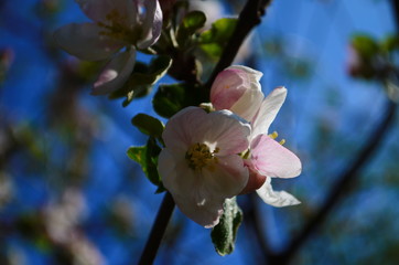 apple blossoms in spring on white background