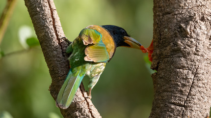 Great Barbet on tree in the jungles of Sattal, Uttrakhand
