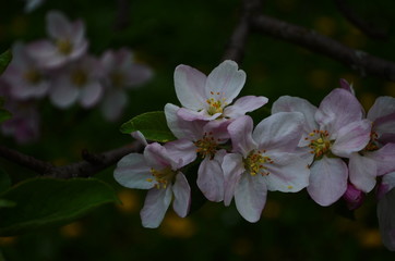 Obraz na płótnie Canvas apple blossoms in spring on white background