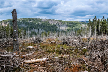 Kohut hill, Stolica mountains, Slovakia, forest calamity