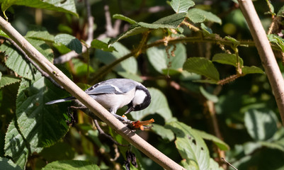 Cinereous Tit bird perching on tree in Sattal, Uttarakhand, India