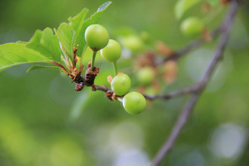 Green unripe Sour cherriy fruits growing on branch on springtime. Prunus cerasus tree in the orchard
