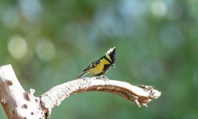 Himalayan Black-Lored Tit bird perching on tree in Sattal