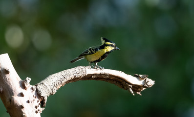 Fototapeta premium Himalayan Black-Lored Tit bird perching on tree in Sattal