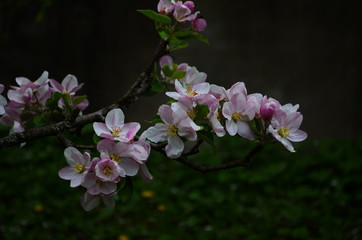 apple blossoms in spring on white background