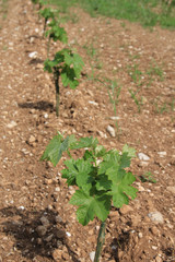 Young fresh Vine plants growing in the field on a sunny day. Vitis vinifera cultivation

