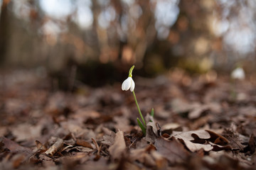 White snowdrops in the spring forest, the first flowers on the background of the earth,