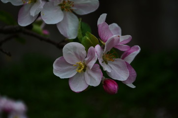 Fototapeta na wymiar apple blossoms in spring on white background