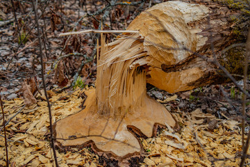 the beavers felled the birch tree in the forest