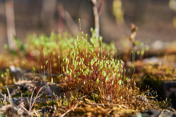 sporophytes of moss Pohlia nutans closeup