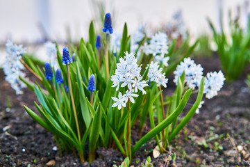 pushkinia and grape hyacinth flowers close-up