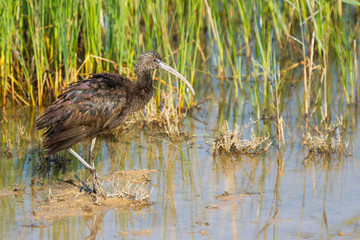 Glossy Ibis resting in the marsh.