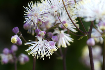 blooming Columbine meadow rue (or French Meadow Rue, Greater Meadow Rue, Rue Thundercloud), Thalictrum aquilegifolium (Nimbus White) flowers with bokeh background macro, selective focus, shallow DOF. 